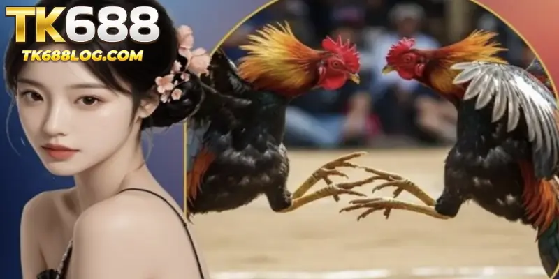 The rise of Cockfighting TK688 in Bangladesh