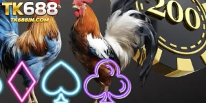 The Rise of Cockfighting TK688 in the Bangladesh