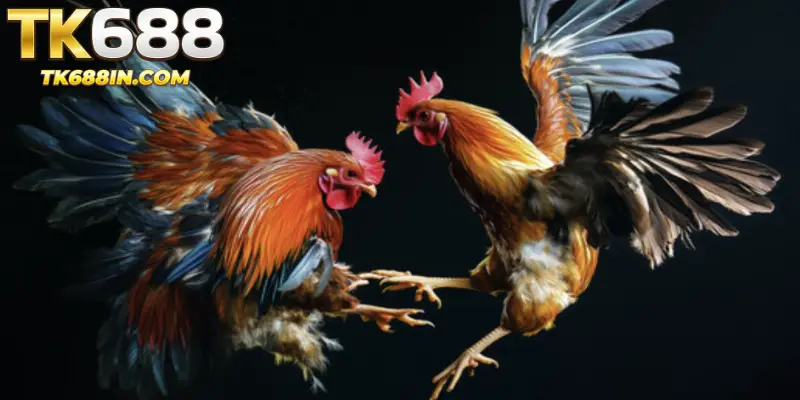 Winning Experiences from Cockfighting Pros